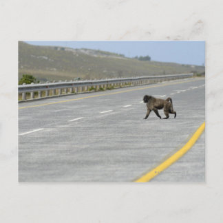 Lonely Chacma baboon cross motorväg Vykort
