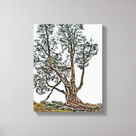 Lonely Cypress Canvastryck
