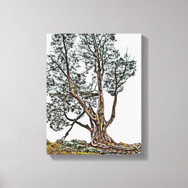 Lonely Cypress Canvastryck (Framsida)