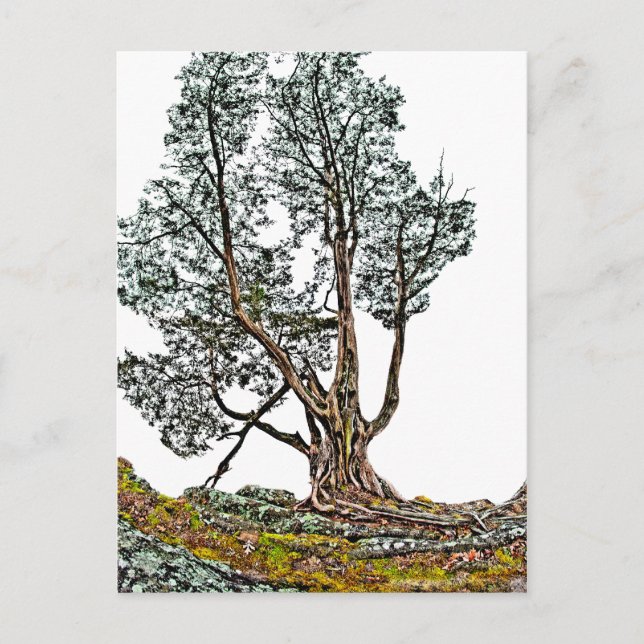 Lonely Cypress Vykort (Framsida)