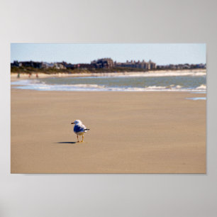 Lonely Fiskmås på Kiawah Island Beach Poster
