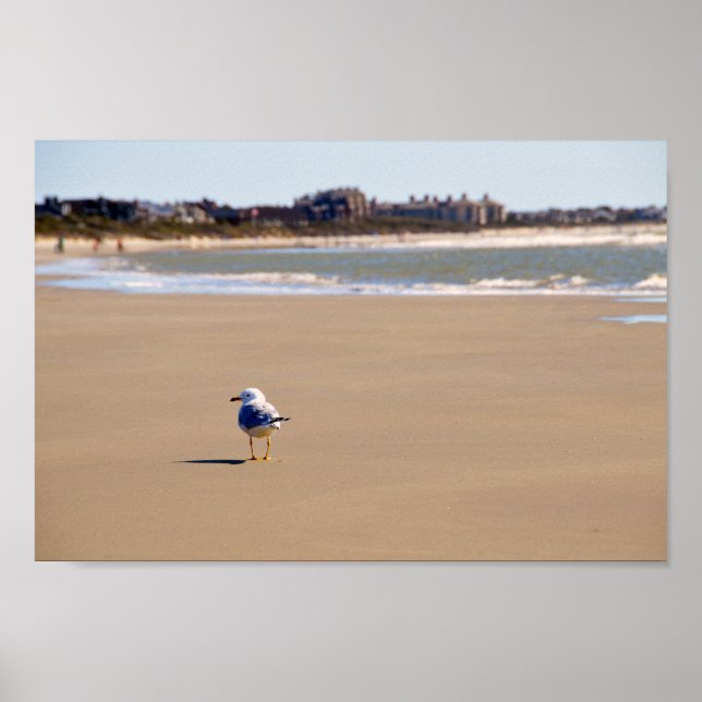 Lonely Fiskmås på Kiawah Island Beach Poster (Framsidan)