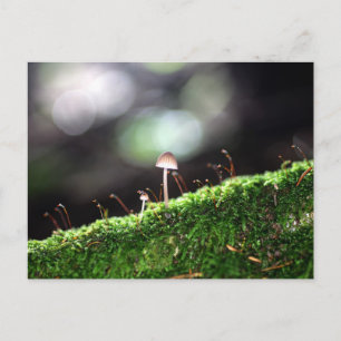Lonely Fungus Vykort