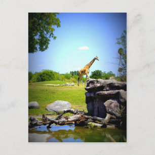 Lonely Giraffe Vykort