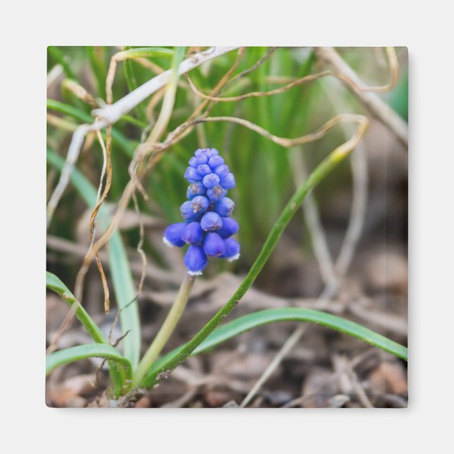 Lonely Grape Hyacinth Magnet (Framsidan)