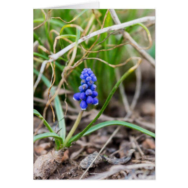 Lonely Grape Hyacinth OBS Kort (Framsidan)