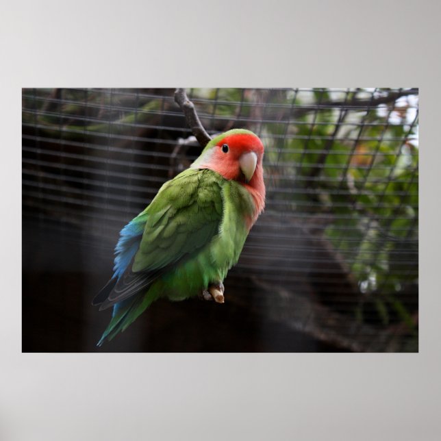 Lonely Lovebird Poster (Framsidan)