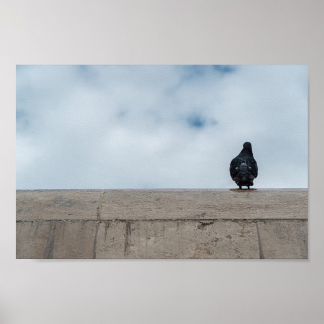 Lonely Pigeon by Dániel Oláh Poster (Framsidan)