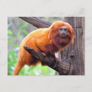 Lonely Red Löv Monkey Vykort