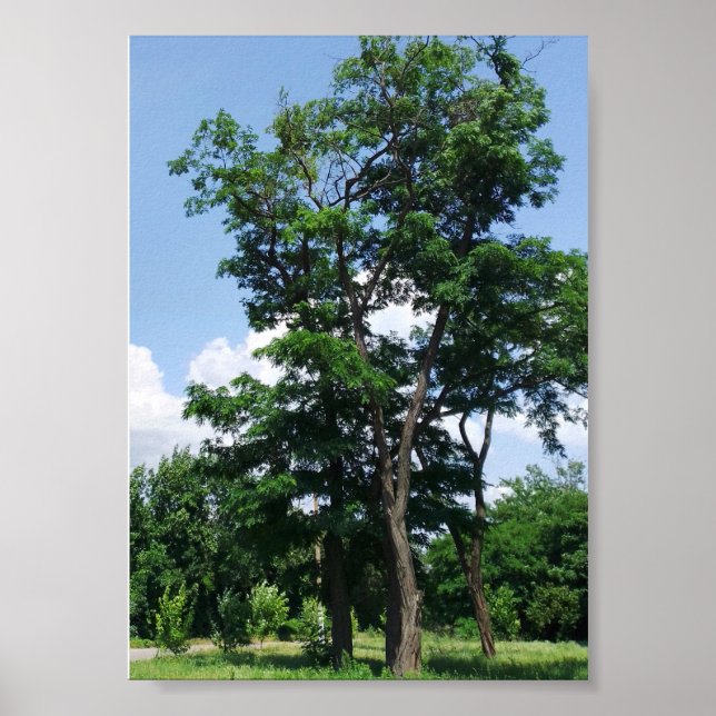 Lonely robinia pseudo acacacia under blå himmel poster (Framsidan)