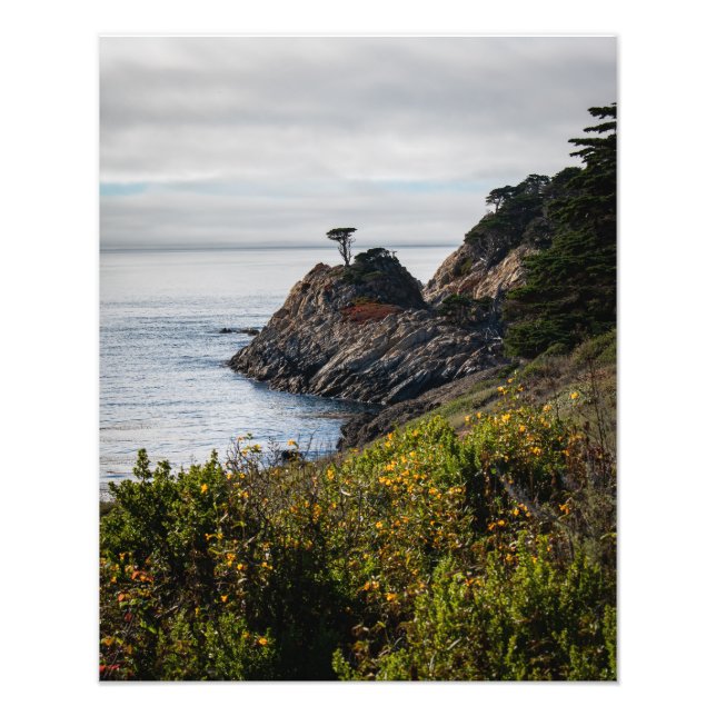 Lonely Träd in Point Lobos Fototryck (Framsidan)