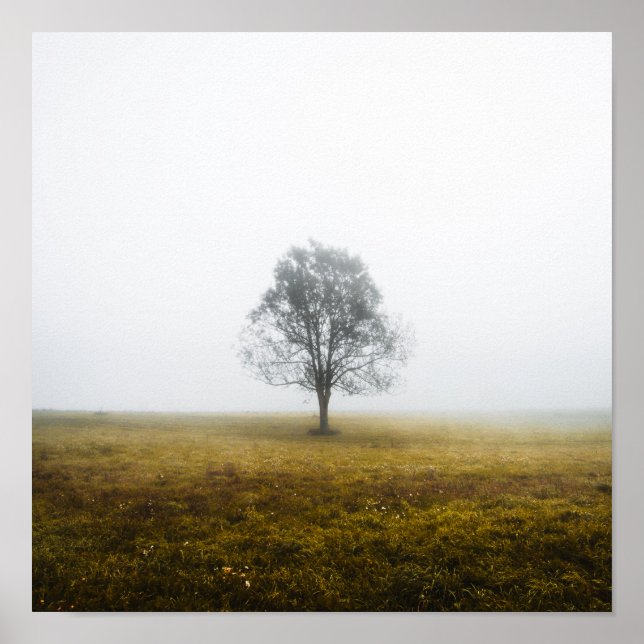 Lonely träd på en höstmorgon poster (Framsidan)