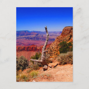 Lonely träd vid Grand Canyon i Arizona Vykort