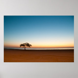 Lonely träd vid soluppgången i Kuwait Poster