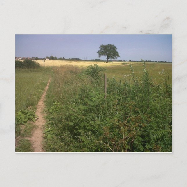 Lonely träd vykort (Framsida)