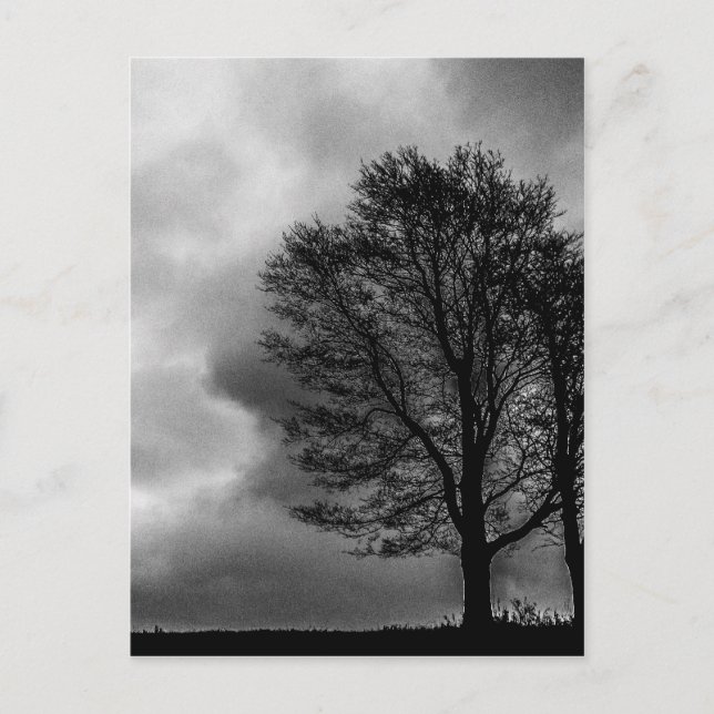 Lonely träd vykort (Framsida)
