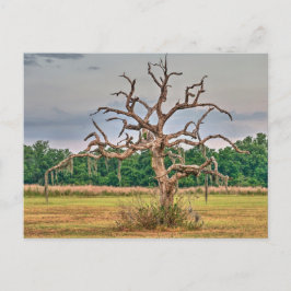 Lonely träd Winter Haven, Florida Vykort