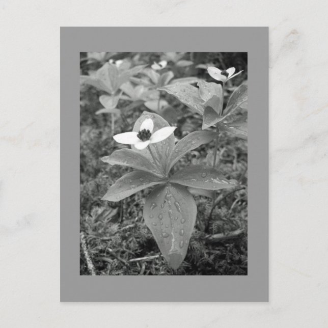 Lonely Vykort (Framsida)