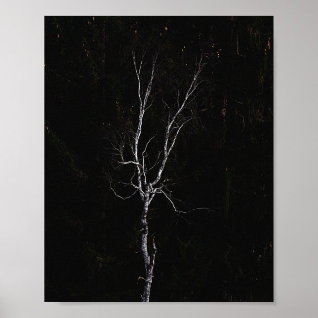 Lonely white träd poster (Framsidan)