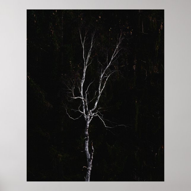 Lonely white träd poster (Framsidan)