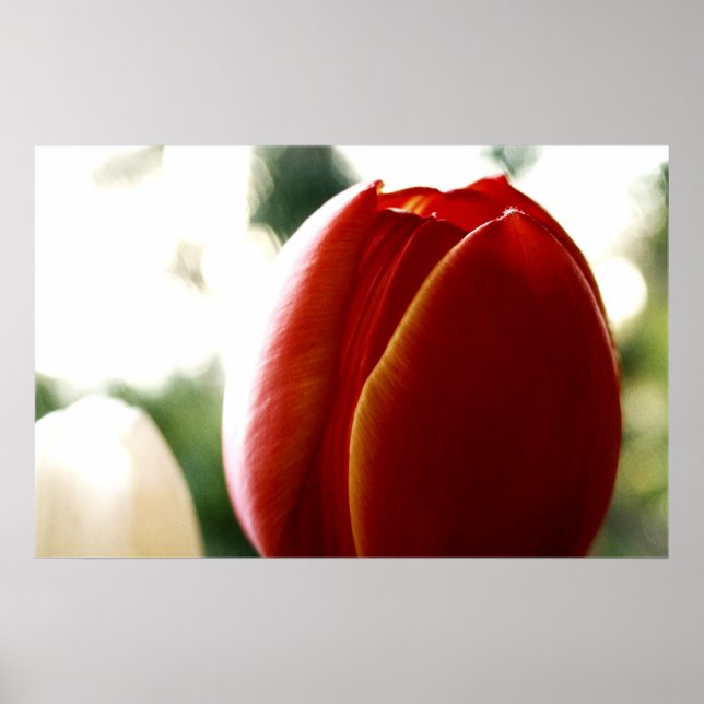 LoneRed Tulip Poster (Framsidan)