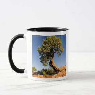 Lonesome Cedar, Deadhorse Point State Park, Mugg