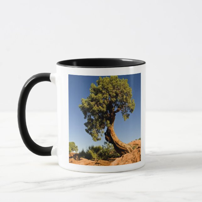 Lonesome Cedar, Deadhorse Point State Park, Mugg (Vänster)