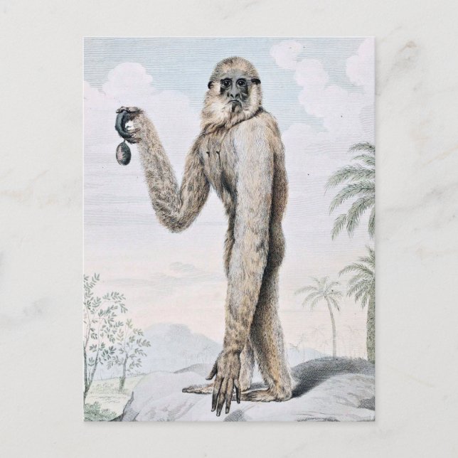 Long Armed Gibbon Ape Art Vykort (Framsida)
