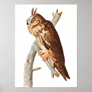 Long Eared Uggla av John James Audubon Poster