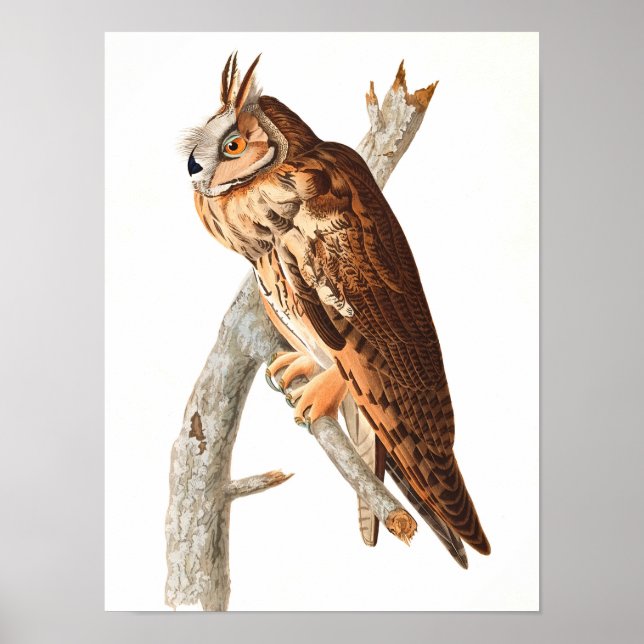 Long Eared Uggla av John James Audubon Poster (Framsidan)