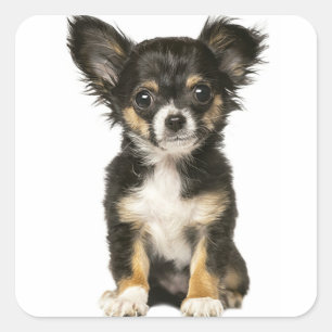 Long Hair Chihuahua Puppy Hund - Black Brown White Fyrkantigt Klistermärke