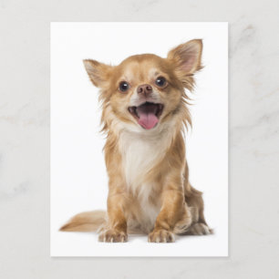 Long Hair Chihuahua Puppy Hund Hälsning-vykort Vykort