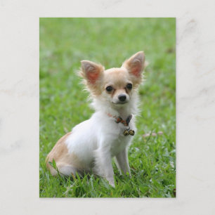Long Hair Chihuahua Puppy-Hund-vykort Vykort