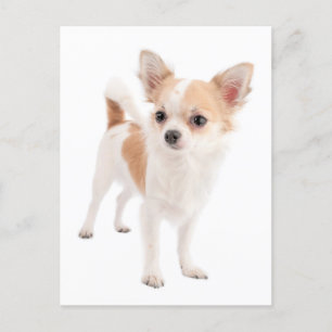 Long Hair Chihuahua Puppy-Hund-vykort Vykort