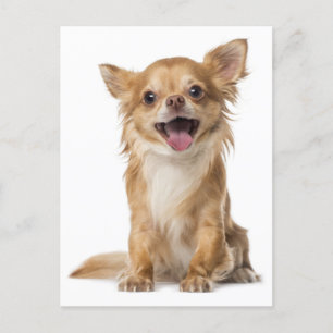 Long Hair Chihuahua Puppy-Hund-vykort Vykort