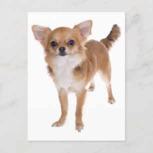 Long Hair Chihuahua Puppy-Hund-vykort Vykort
