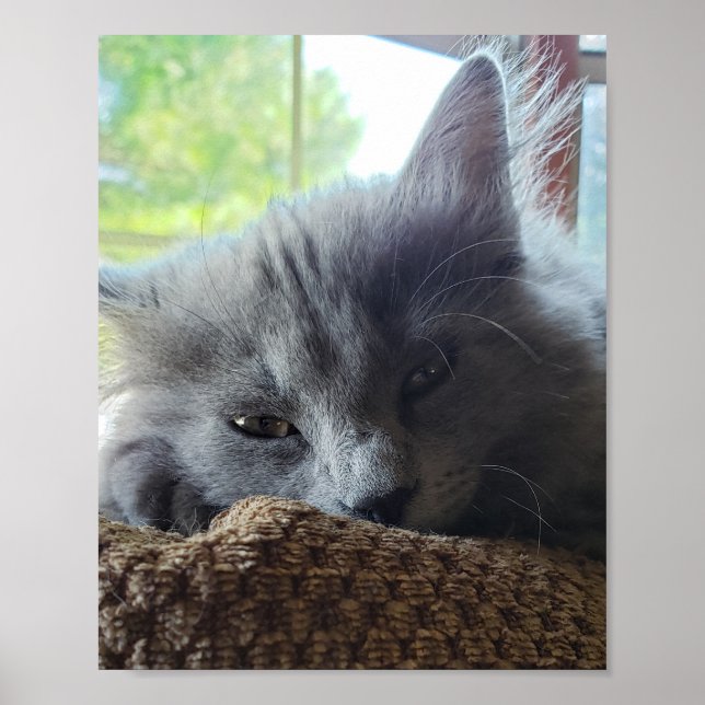 Long Hair Russian Blue Nebelung Cat Poster (Framsidan)