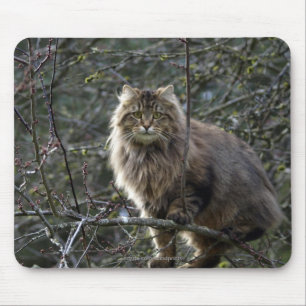Long-hair Tabby katt Mousepad Musmatta