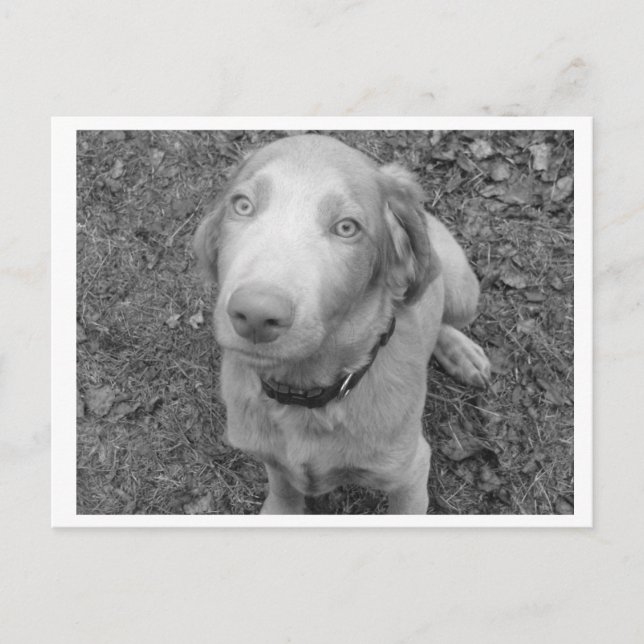 Long hair Weimaraner Vykort (Framsida)