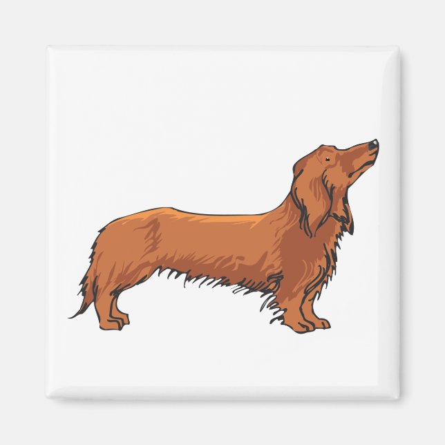 Long-hårad Dachshund Magnet (Framsidan)