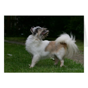 Long-Hearing Chihuahua Tittar i Camera Hälsningskort