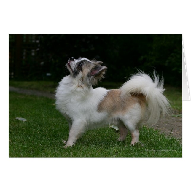 Long-Hearing Chihuahua Tittar i Camera Hälsningskort (Framsidan Horizontal)