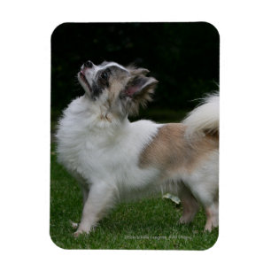 Long-Hearing Chihuahua Tittar i Camera Magnet