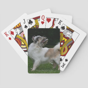 Long-Hearing Chihuahua Tittar i Camera Spel Kort