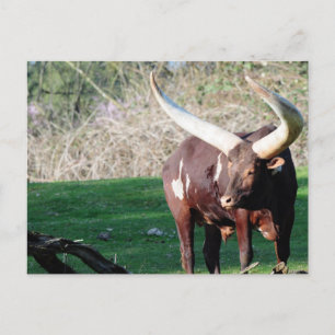 Long Horn Cow 8 Vykort