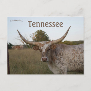 Long Horn Cow i Tennessee Vykort