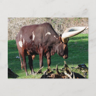 Long Horn Cow Vykort
