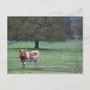 Long Horn Cow Vykort