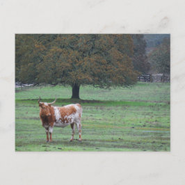 Long Horn Cow Vykort