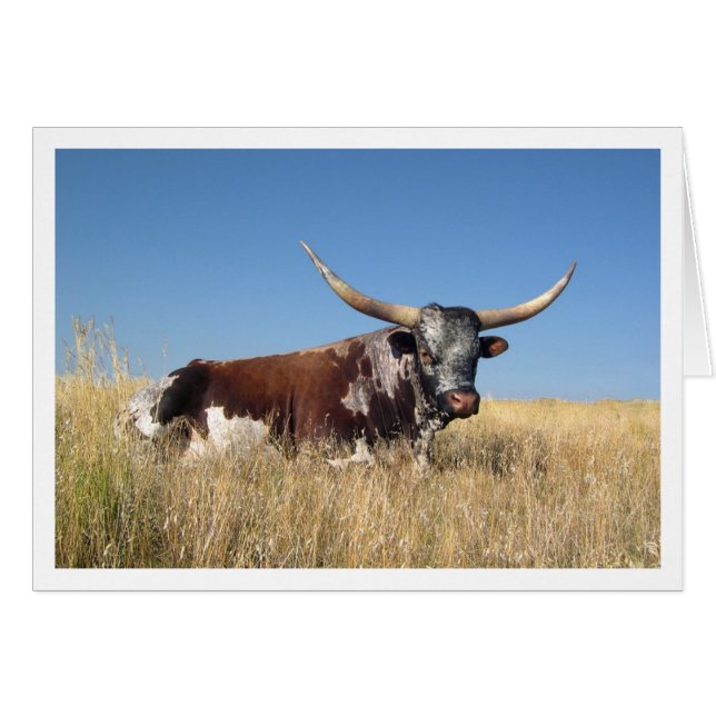 Long Horn Hälsningskort (Framsidan Horizontal)